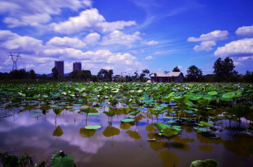 常德那些惊艳夏日的荷花