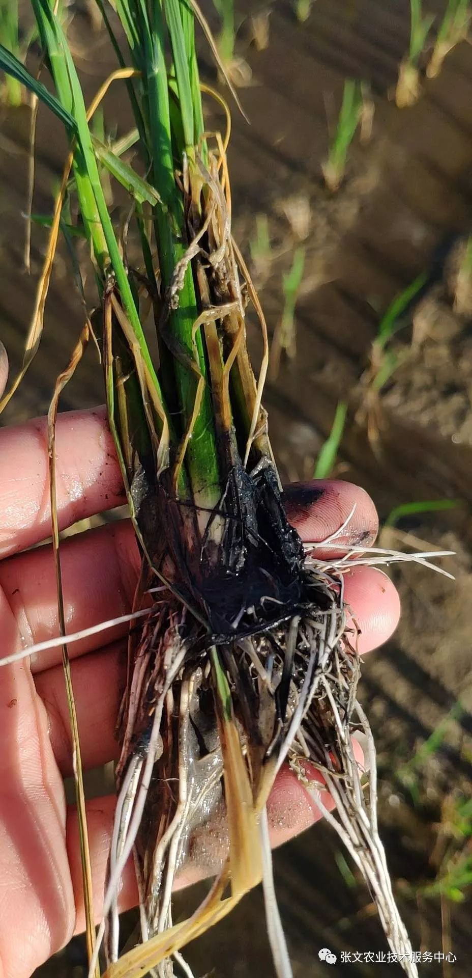 在土壤还原条件强烈时,so42- 还原为s2-,形成硫化氢,对水稻根系和地上