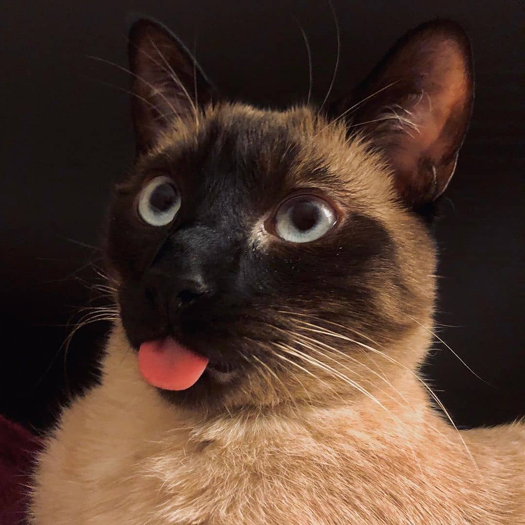 狗狗吐舌头是为了散热,喵星人吐舌头是为了卖萌