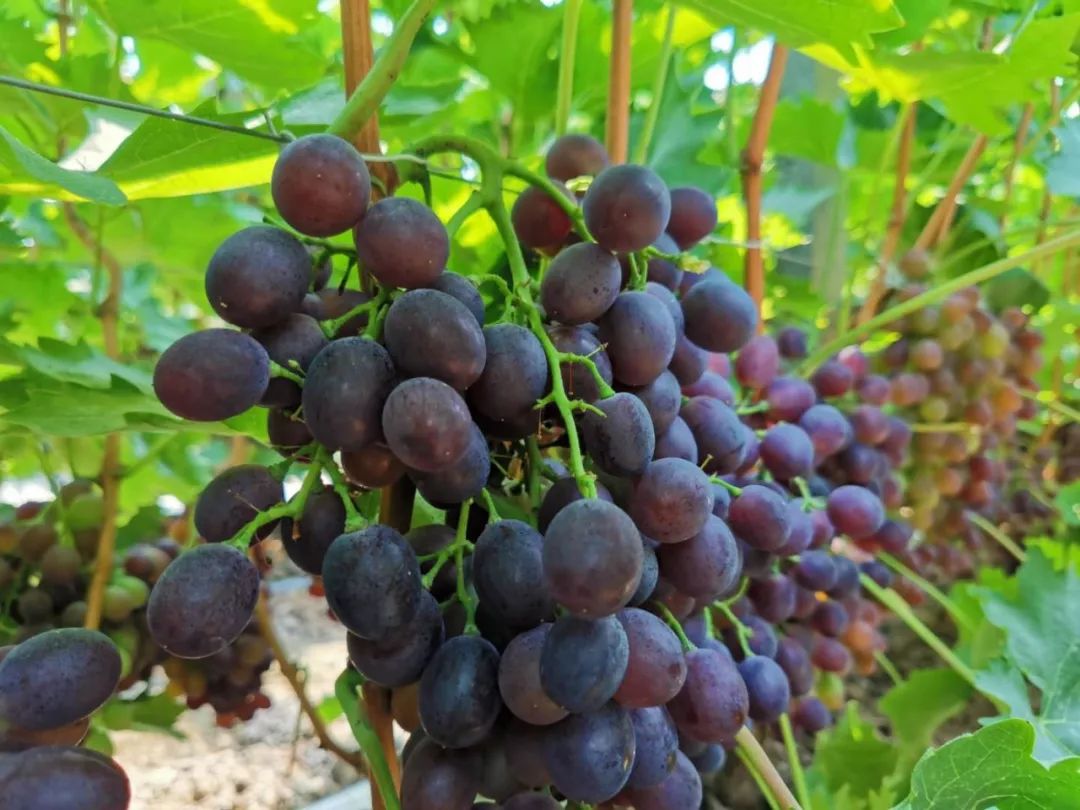 3万多斤葡萄即将烂在枝头,无人收.求助!