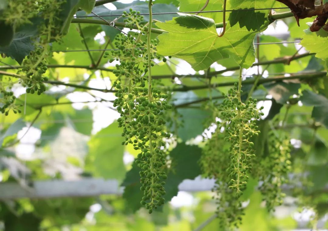 心心有机葡萄正式上架浓郁香草味夏黑葡萄来啦