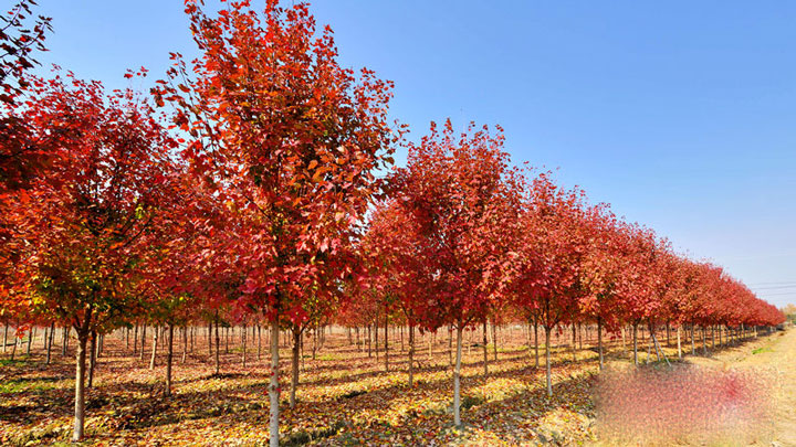 美国十月光辉红枫怎么种植