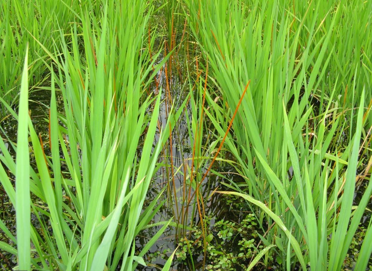 原创稻田里的野荸荠用什么药防除推荐以下几种特性药剂能干净除根