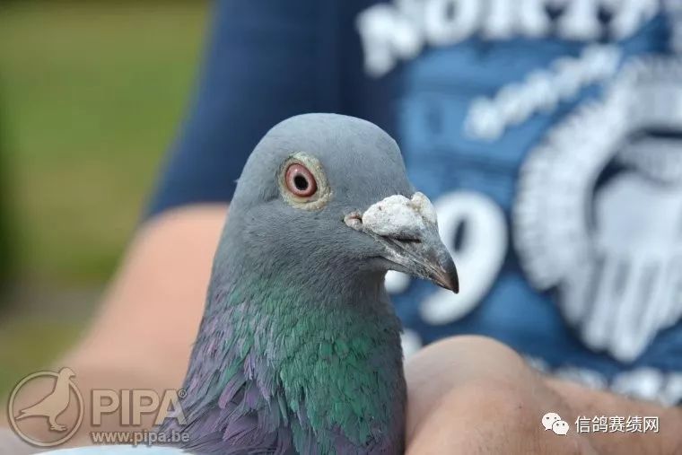 资讯抢先快看2019利蒙治ii冠军路克西翁获成鸽组冠军