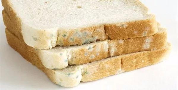 猜你不知道 | 发霉的面包还能吃吗?_霉菌