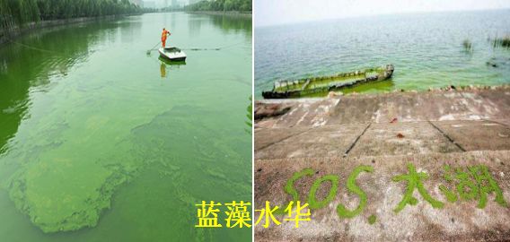 水质管理敲响警钟,盛夏如何防治蓝藻水华?