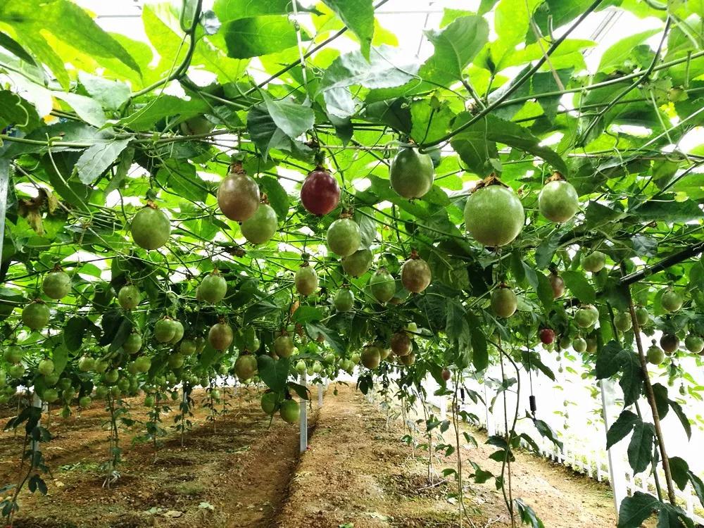 百花果树图片大全图片