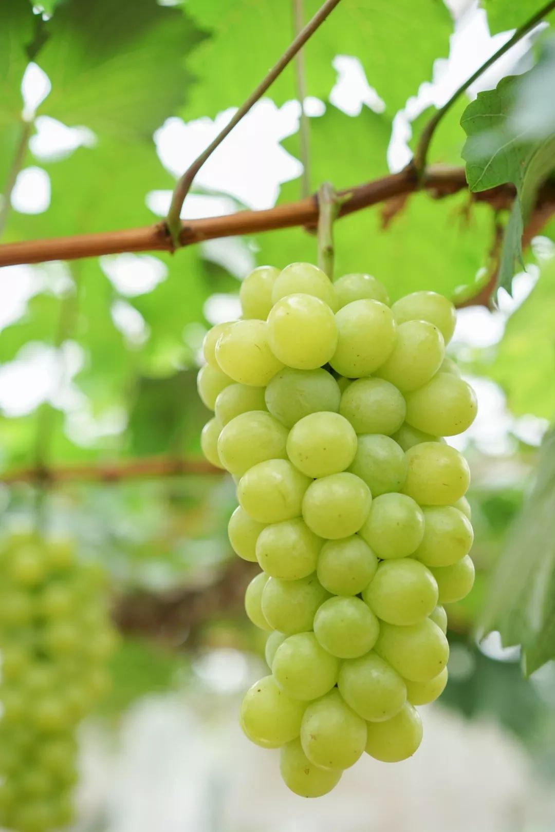 葡萄最低6折哗暑假来这个大型葡萄园吃喝玩乐fun玩一夏