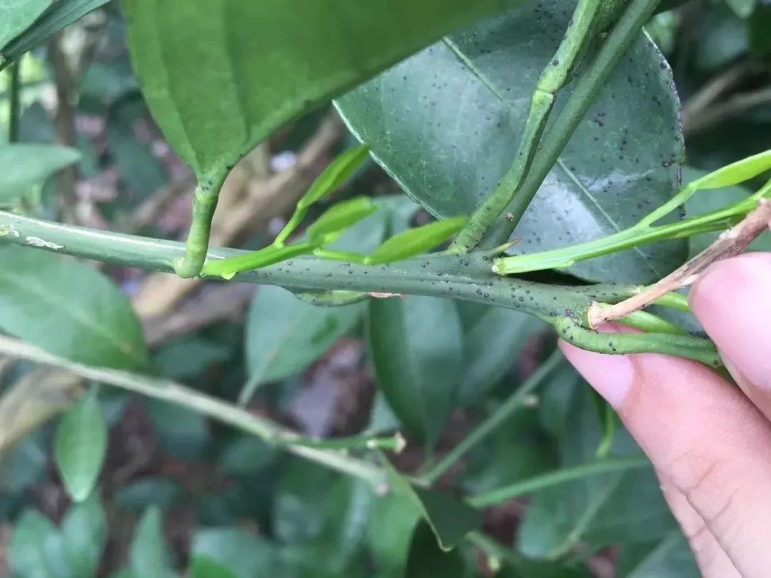 柑橘白癞病防治药剂搭配方法图片大全(甘橘白癞病)