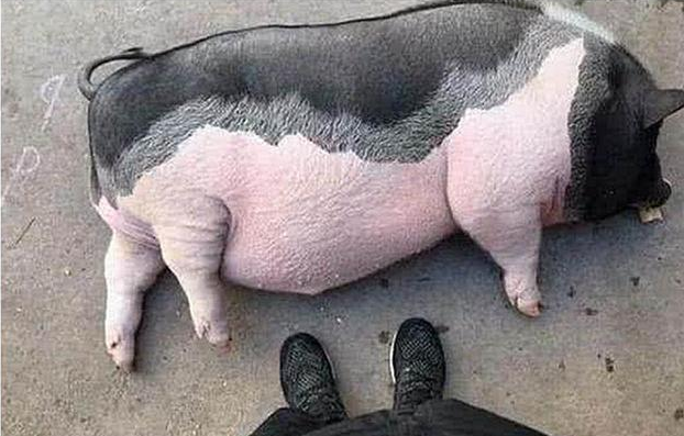 猪两只脚站起来的图片图片