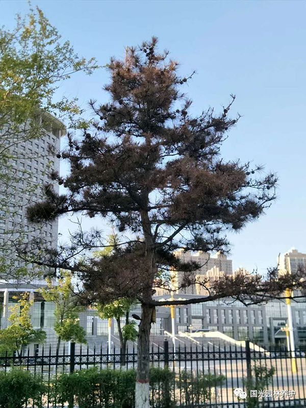 国光微讲堂东北地区黑松复壮养护技术分享