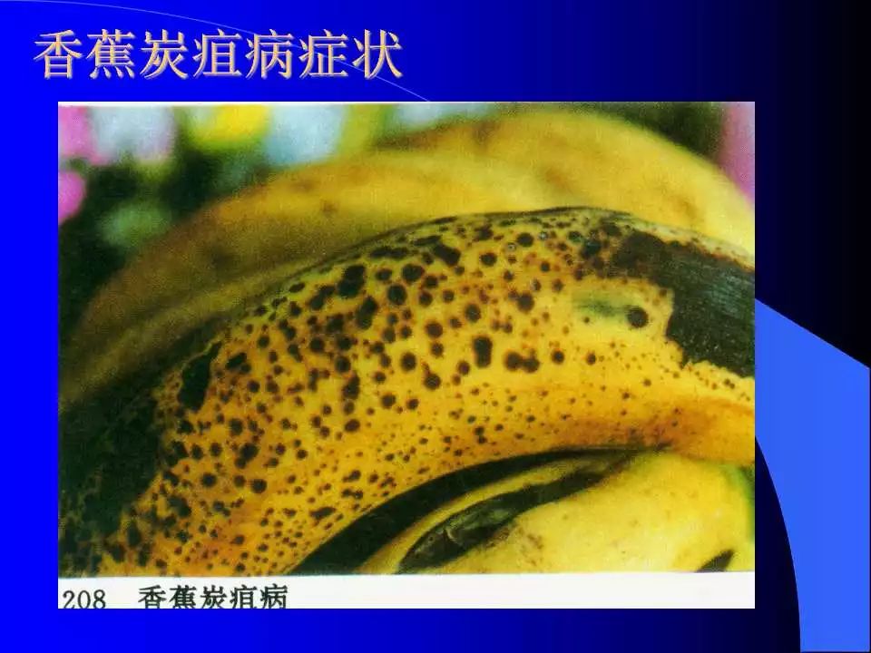 炭疽病图谱收集