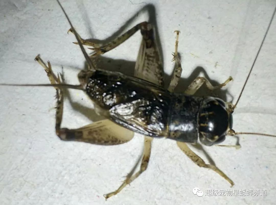 青年高手炼成记四斗虫还是斗人