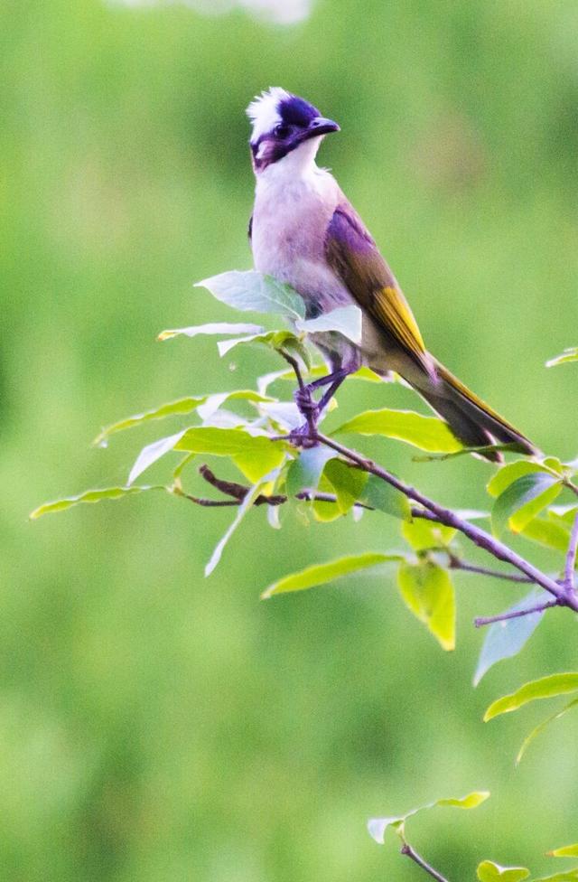 鳥類攝影:夏日的鳥兒叫喳喳