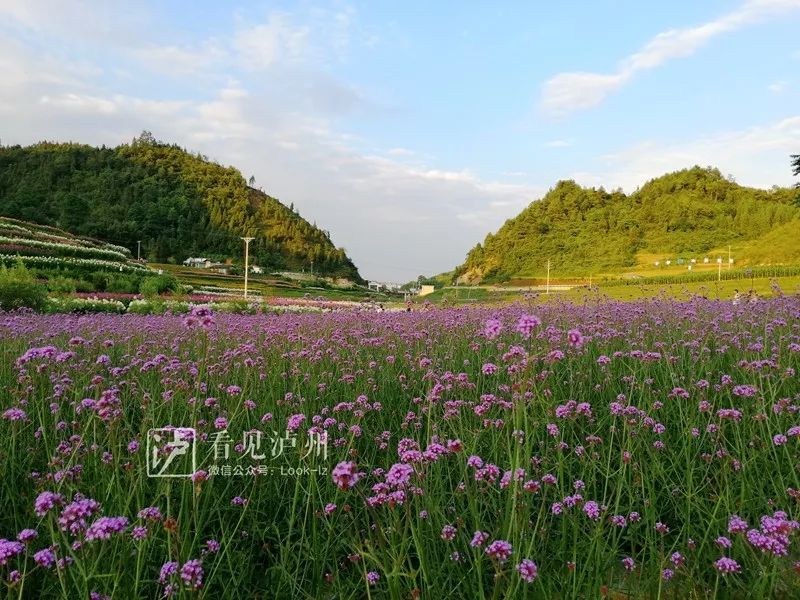 人少免費花美丨噓大多數瀘州人還不知道這片花海