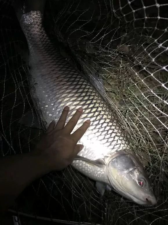 釣魚資訊變異草魚貴州釣友烏江釣起巨型草魚眼睛發紅長近一米