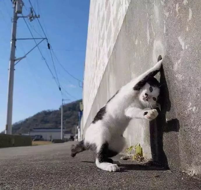 猫猫犯贱把爪爪伸进墙上的洞里,结果