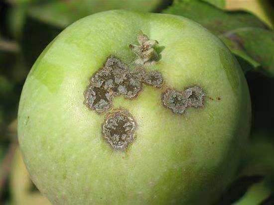 苹果褐斑病如何防止?