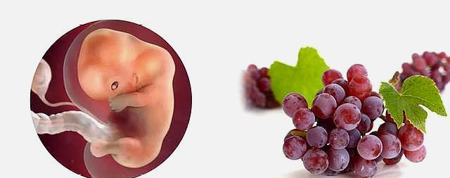 10个月胎儿发育全过程就像水果换了品种变化丰富又有趣