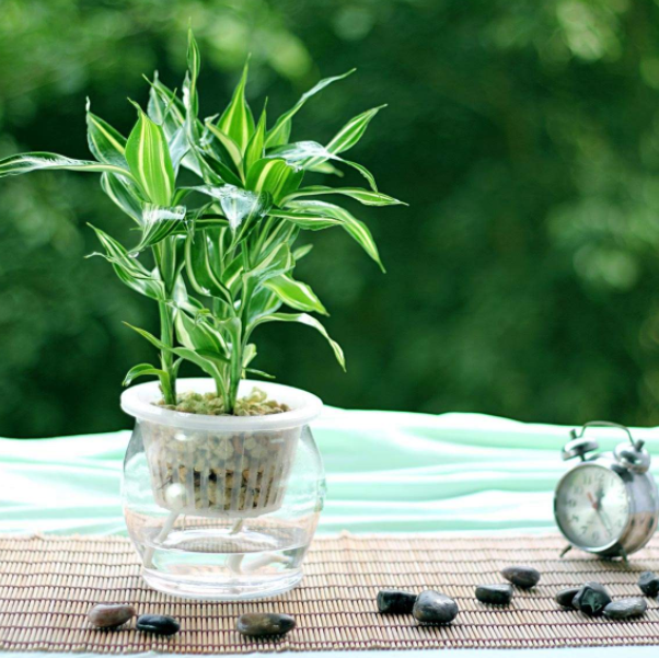 旺宅植物有哪些