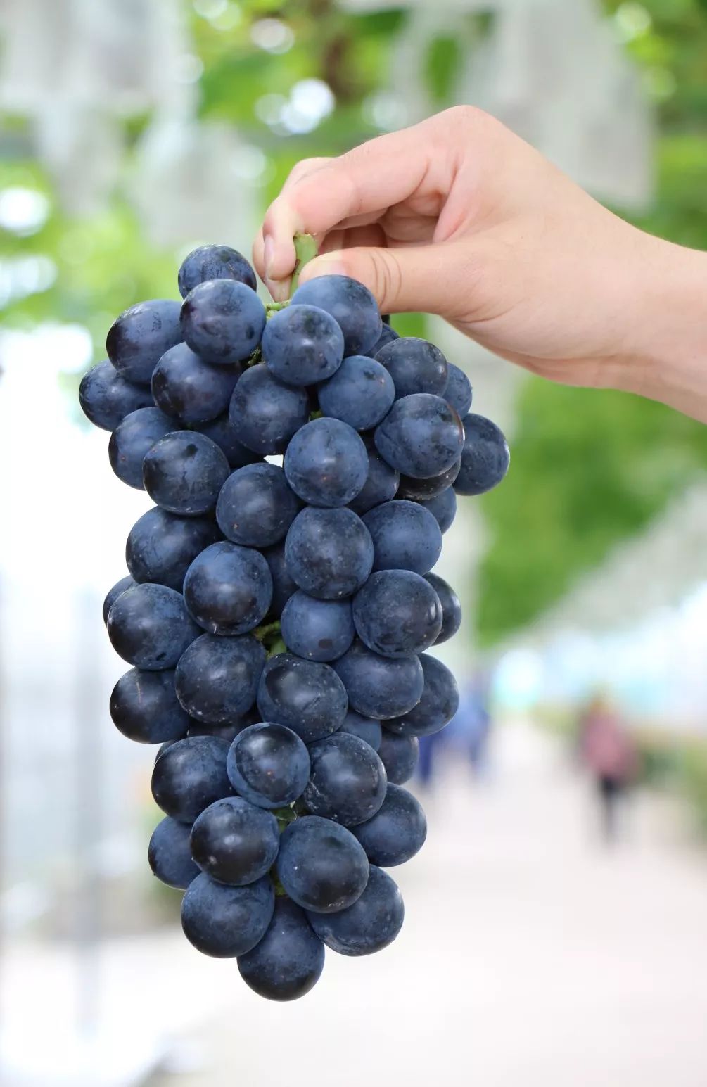 心心有机葡萄正式上架浓郁香草味夏黑葡萄来啦