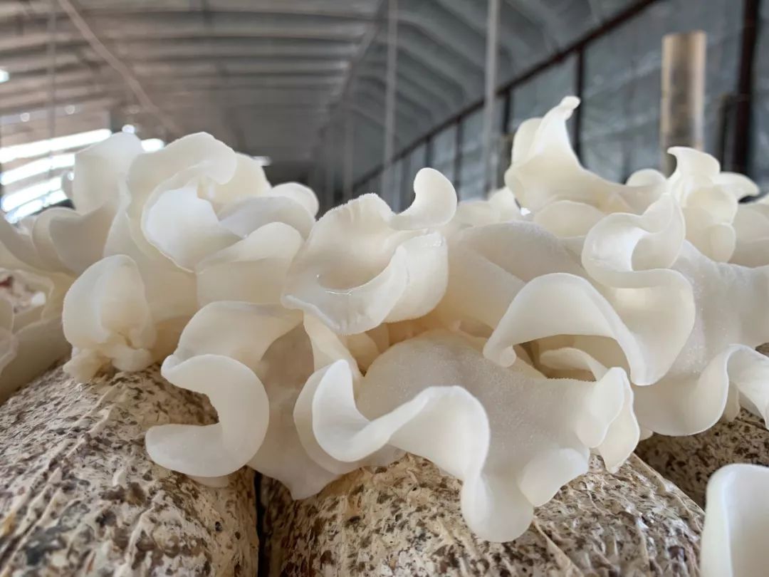 酱烧玉木耳豆腐凉拌白玉耳低脂清肺小炒04网红零食 香菇脆对于爱吃