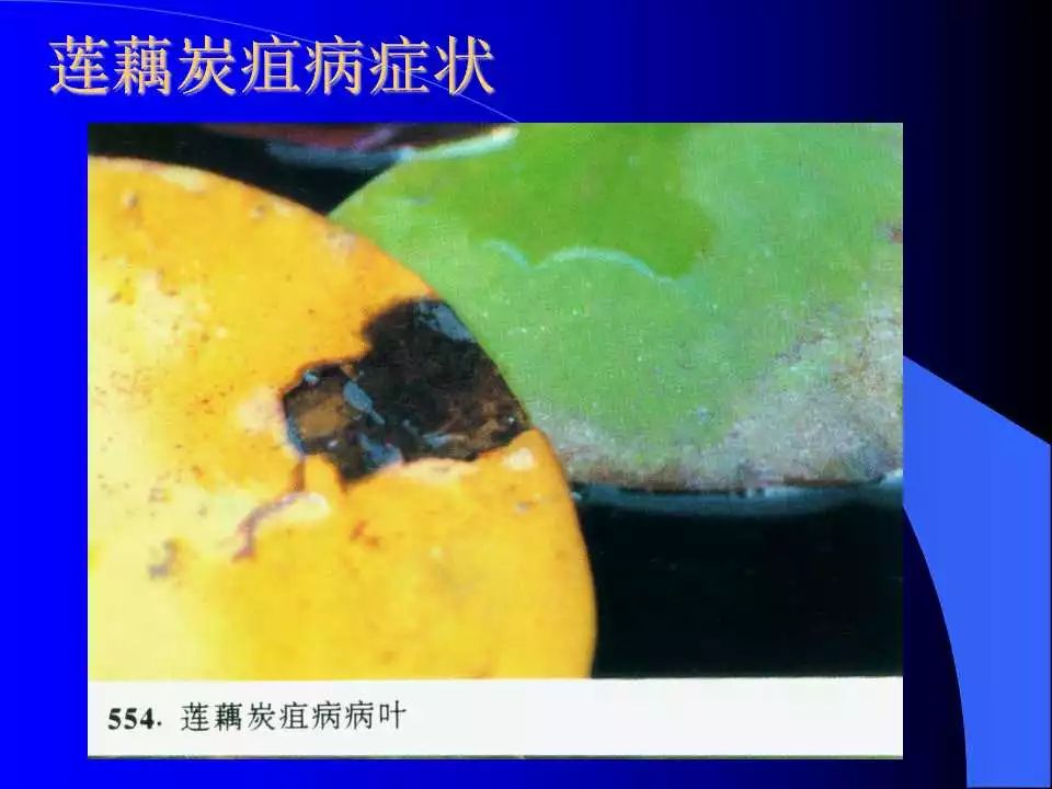 炭疽病图谱收集