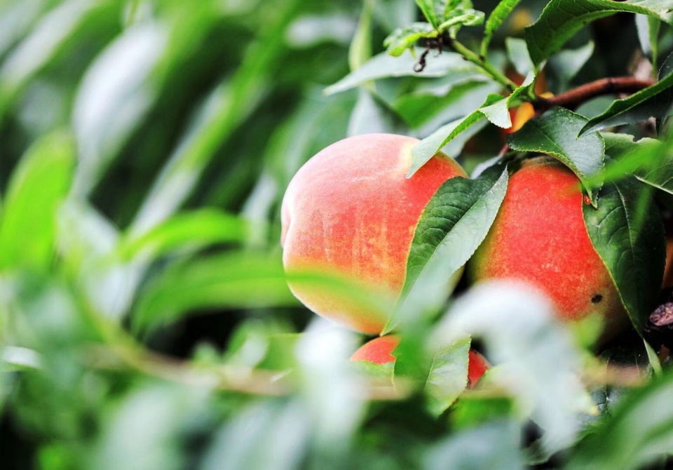金顾山大胡子白凤水蜜桃面市首日又现硕大桃王