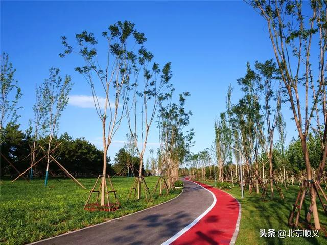 顺义首个城市森林绿地开园迎客