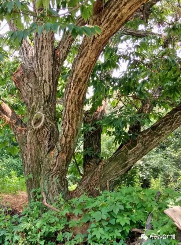 素颜优雅的路边景观树 拍于山上街 ——南木《夏日