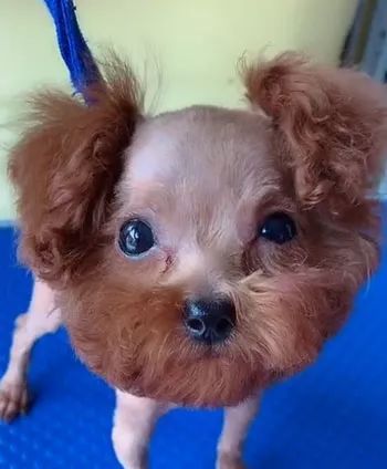 主人带狗子去剪毛,结果剪好后,居然变成了大胡子沙和尚!