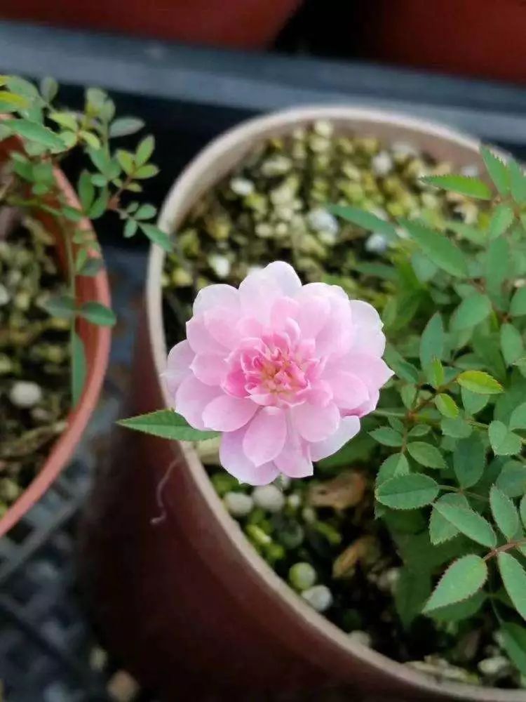 每日一花 | 姬月季:株形非常小,花朵也很小