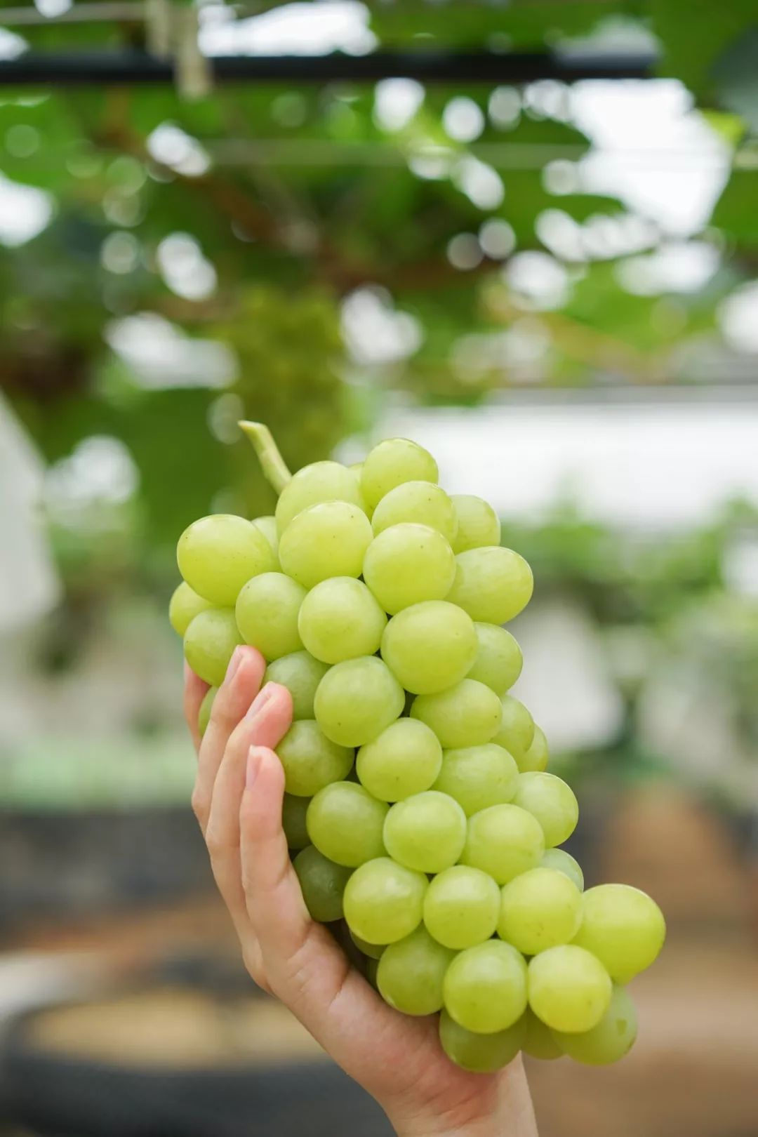 葡萄中的贵族,拥有外国名字的白罗莎,就给人一种高贵的感觉.