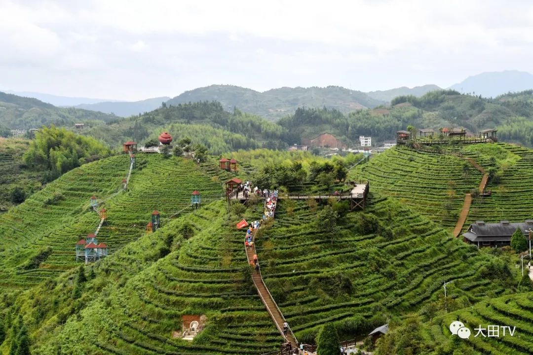 第二届大田高山茶海跑鸣枪开跑!你到现场了吗?_景区