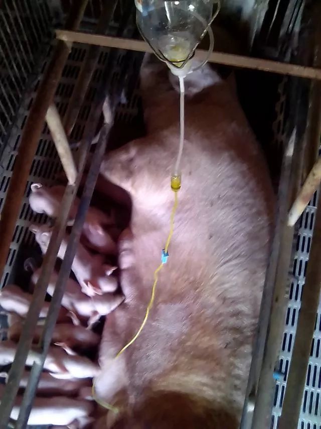 给猪打吊瓶其实很简单我一教你就会