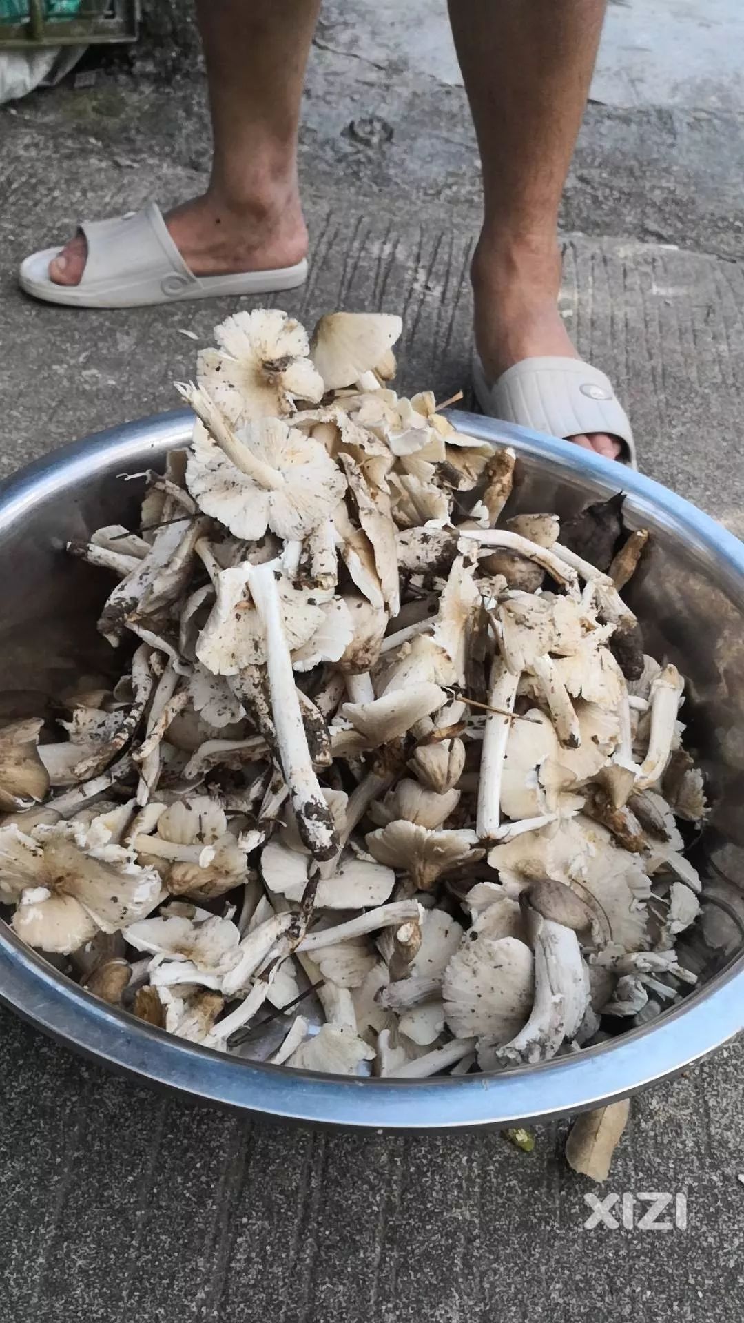 惠东野外少见的鸡肉春比鸡肉还鲜嫩