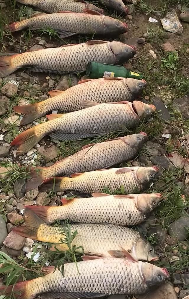 钓鲤鱼手竿之钓组的选择