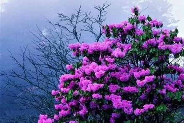 这里春有杜鹃,鸽子花,夏有八月瓜,猕猴桃,秋有红叶,冬有冰瀑.