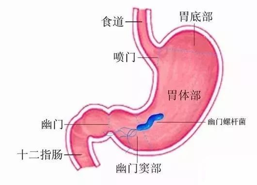胃镜检查的解剖位置图图片