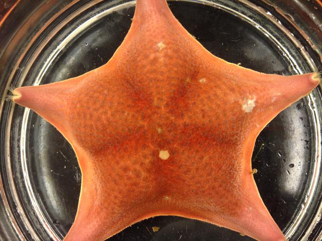 原创美国发现真实派大星外国网友这只海星居然有屁股