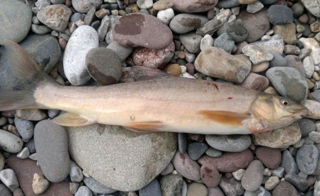 消失的鱼种四川雅鱼因其头上藏有一把宝剑而出名