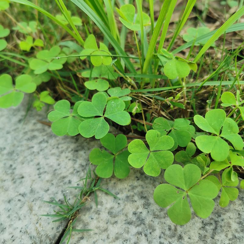 药师带你认草药酢浆草