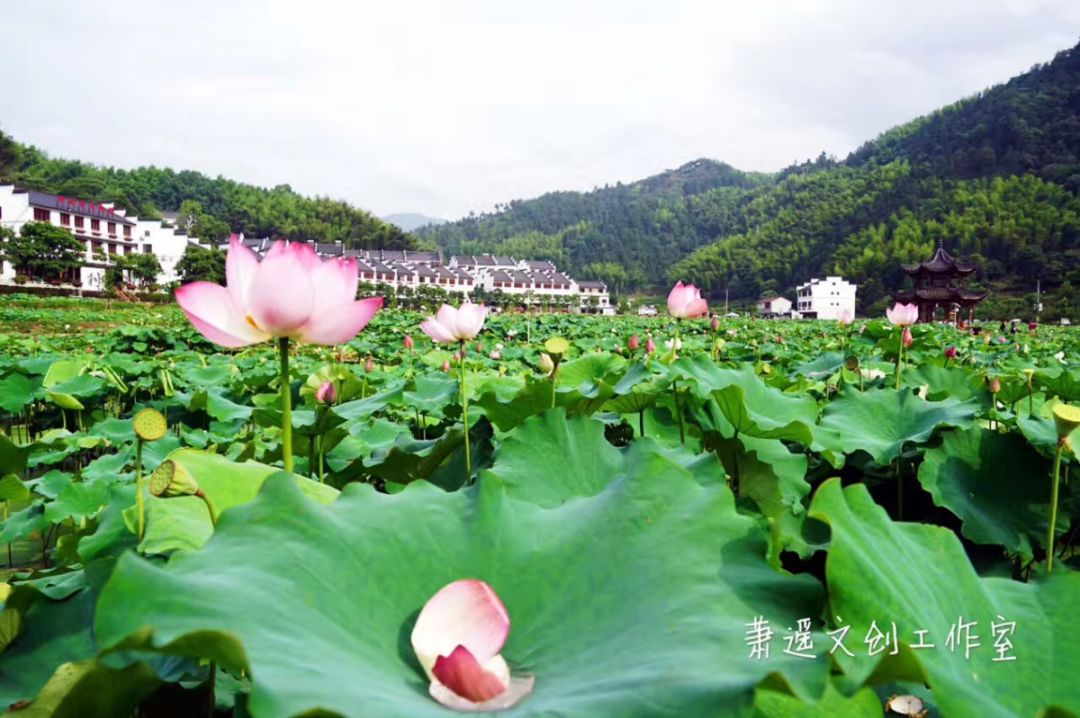 风惊了树梢蝉鸣了盛夏荷醉了莲都