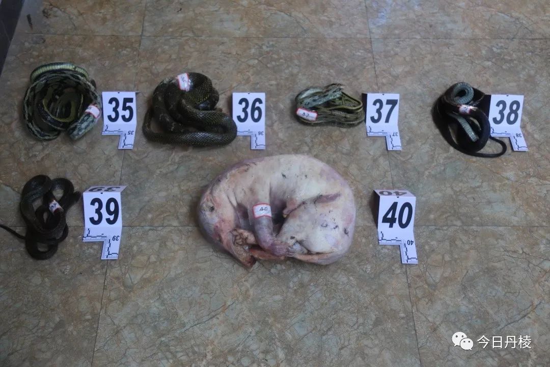 丹棱森林公安局破获一起非法猎捕,杀害国家重点保护野生动物重大案件