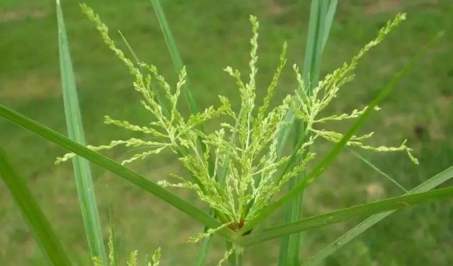 最全草銨膦技術手冊【乾貨】_雜草