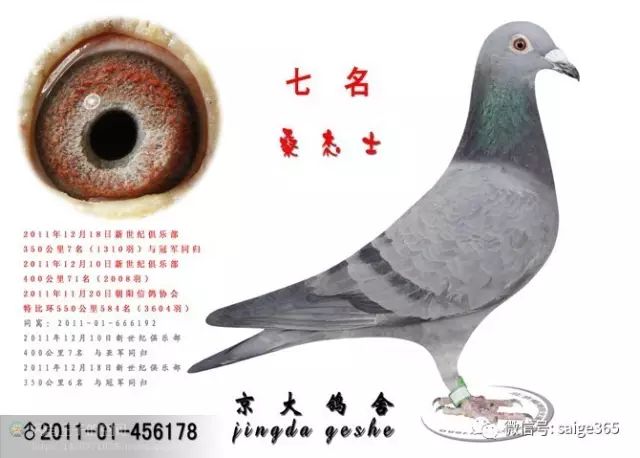 经验石板斑鸽到底好在那儿