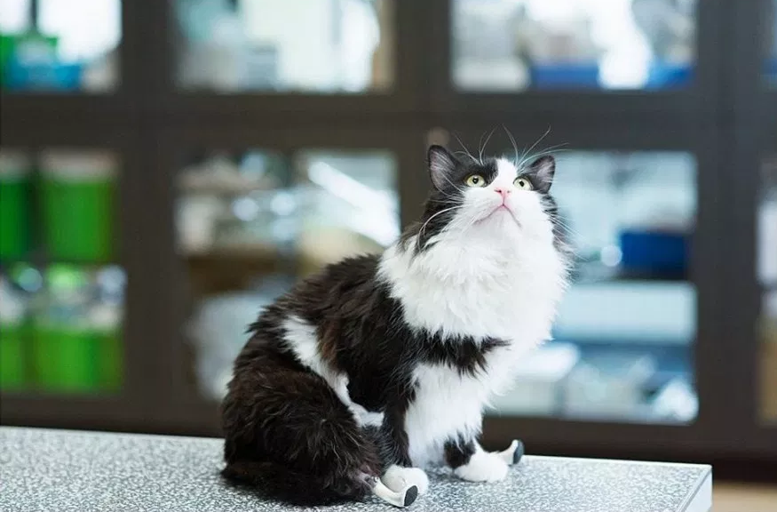 猫咪被车祸夺去双腿,铲屎官无钱治疗本想抛弃,医生却帮他解了围_波尔