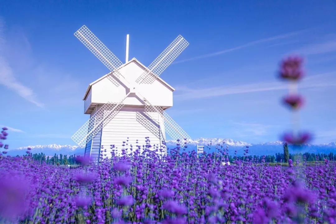 暑假游玩之伊犁 / 60000亩薰衣草花开成海_新疆