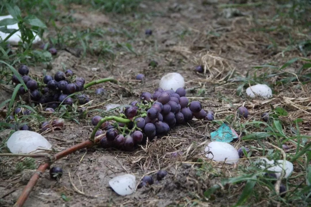 江苏多地突降超大冰雹车辆被砸坏屋顶被砸穿未来几天天气