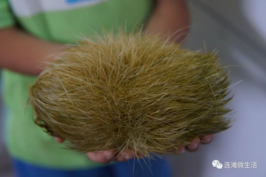 肇庆附近的一名猪肉佬劏猪时得到猪砂全国极其罕见价值百万